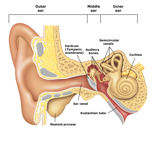 Normal Ear Anatomy